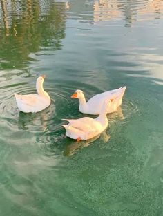 three ducks are swimming in the water together