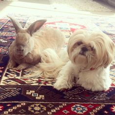 two dogs and a rabbit laying on a rug