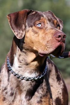 a brown and black dog with a chain around it's neck looking up at the sky