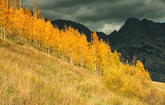 the mountains are covered in yellow and orange trees, with dark clouds above them on a cloudy day