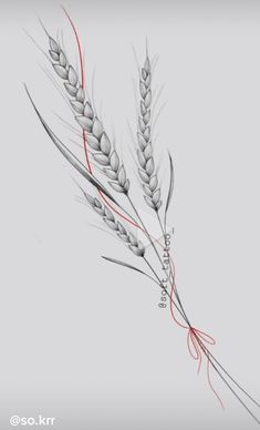 a drawing of two stalks of wheat on a gray background with red lines running through it