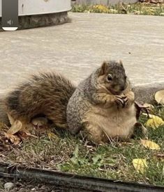 a squirrel sitting on the ground with its front paws crossed and eating something in his mouth