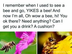 two bees and one bee on a flower with the caption i remember when i used to see a bee and go, yi