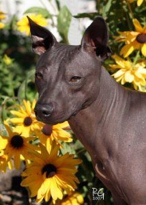 a hairless dog standing in front of yellow flowers