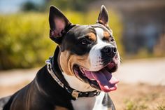 a dog laying in the grass with its tongue out