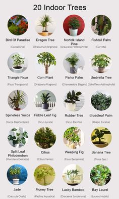 the different types of houseplants and their names are shown in this chart, which shows