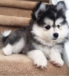 a small dog is sitting on the stairs