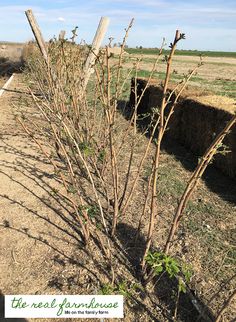 a small tree growing in the middle of a dirt road next to a fence and grass field