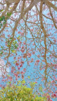 pink flowers are growing on the branches of trees in front of blue skies and clouds