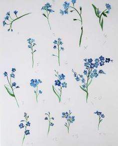 blue flowers are arranged on a white background