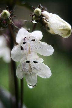 some white flowers with drops of water on them