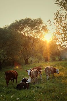 several cows are grazing in a field at sunset or dawn with the sun peeking through the trees