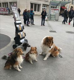 three shetland sheepdogs sitting on the street