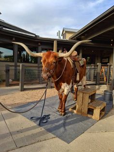 a brown and white cow tied up to a wooden bench