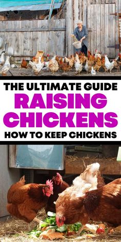 the ultimate guide to raising chickens how to keep chickens