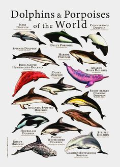 the dolphins and porpoises of the world are shown in this poster with their names