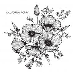 black and white drawing of flowers with the words,'california poppy'on it