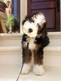 a small brown and white dog standing on the steps