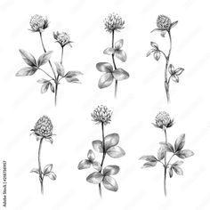 black and white flowers on a white background stock photo, flower drawing, watercolor paintings,