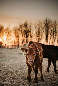 two brown cows standing next to each other in a field with trees in the background