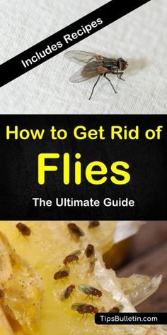 how to get rid of flies the ultimate guide