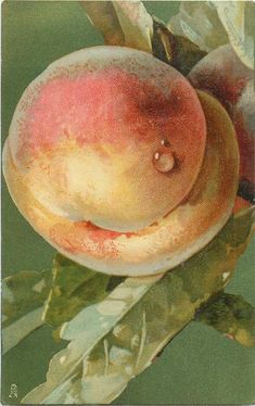 a peach sitting on top of a leafy tree with its face in the center