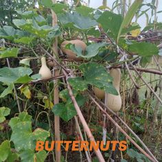 butternut squash growing on a trellis in May's GAMCOD garden Clay Soil