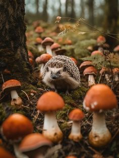 a hedgehog sitting in the middle of a forest with mushrooms on the ground and trees