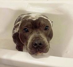 a dog is sitting in a bathtub with his head sticking out from the tub