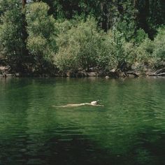 a dog swimming in the middle of a lake surrounded by trees and bushes on both sides