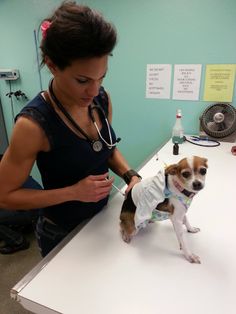 a dog is being examined by a vet at the vet's desk in an office