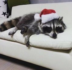 a raccoon wearing a santa hat laying on a couch