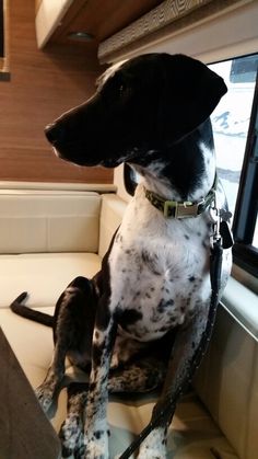 a black and white dog sitting on top of a couch next to a windowsill