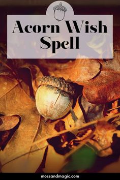 Acorn Wish Spell: A Spell Involving Acorns to Make Wishes Come True – Moss & Magic Health Magic Spell, Acorn Magic, Witchcraft Ideas, Magical Stuff, Wish Spell, Spelling For Kids, Potions Recipes, Witchy Women, Witch Spells