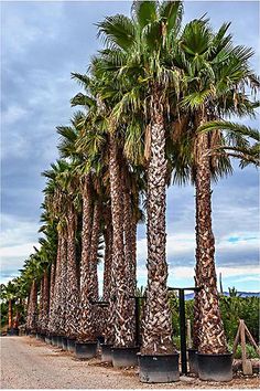 there are many palm trees lined up on the side of the road