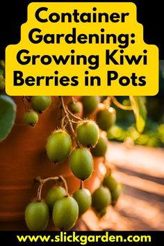 container gardening growing kiwi berries in pots