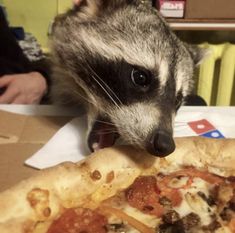 a raccoon eating pizza from a box on the table next to someone's hand