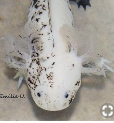 a white and black animal laying on top of a cement floor next to a wall