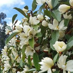 white flowers are blooming on a tree