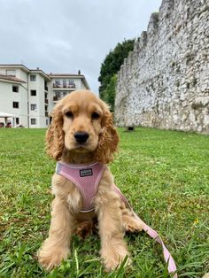 a brown dog wearing a pink harness sitting in the grass next to a stone wall