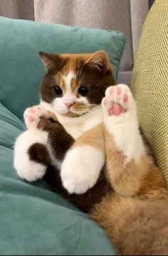 a cat sitting on top of a couch with it's paws in the air