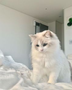 a white cat sitting on top of a bed