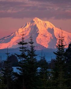 the snow covered mountain is in the distance behind some pine tree's at sunset