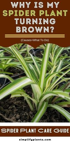 spider plant growing in dirt with text overlay saying why is my spider plant turning brown?