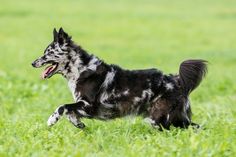 a black and white dog running in the grass