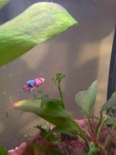 a pink and blue fish in an aquarium with green plants on the bottom right side