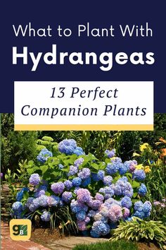 the front cover of what to plant with hydrangeas 13 perfect companion plants, including blue and purple flowers