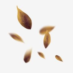 some leaves flying in the air on a white background