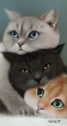 two cats laying next to each other with blue eyes