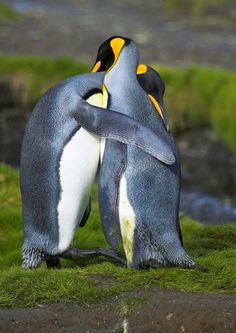 two penguins standing next to each other with their arms around one another's neck